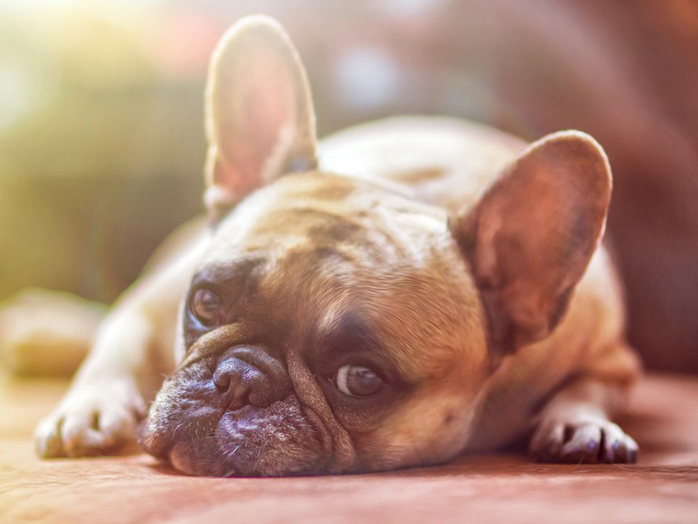 Un caine pe podea acasa