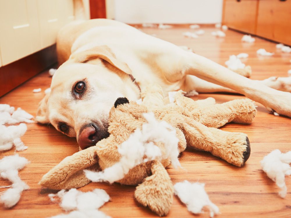 Un caine a distrus un animal de plus