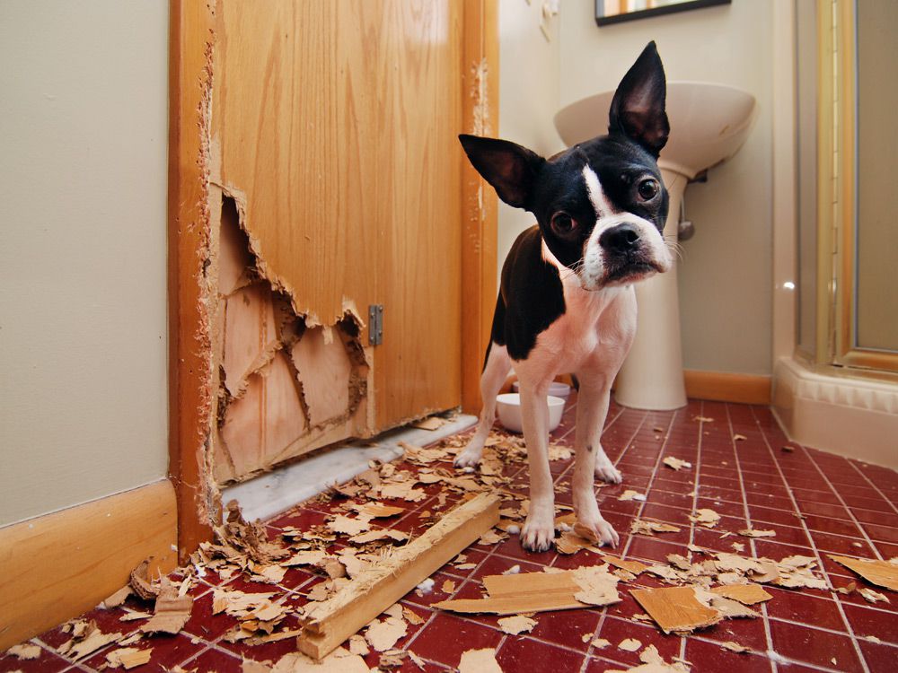 Un caine distruge o usa din fata
