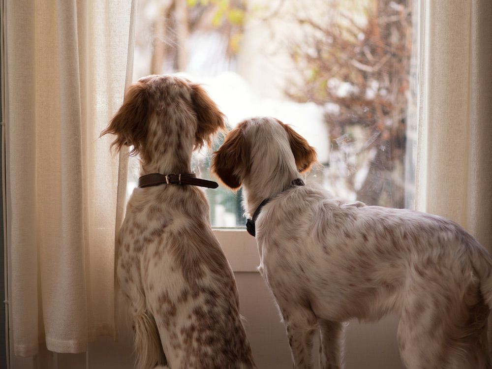 Doi caini se uita pe fereastra