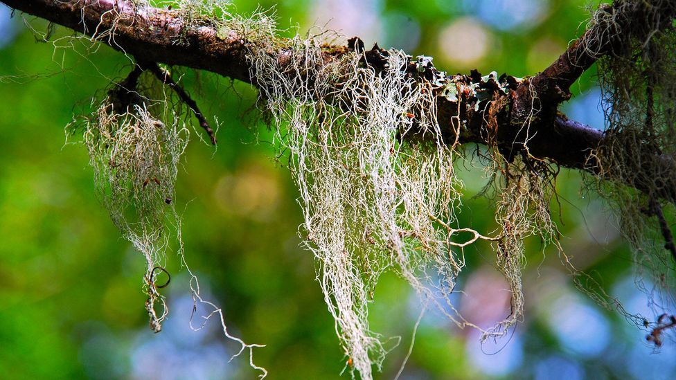 Rara barba batranului creste extravagant in mediul curat din Tara de Foc (Credit: Gideon Long)