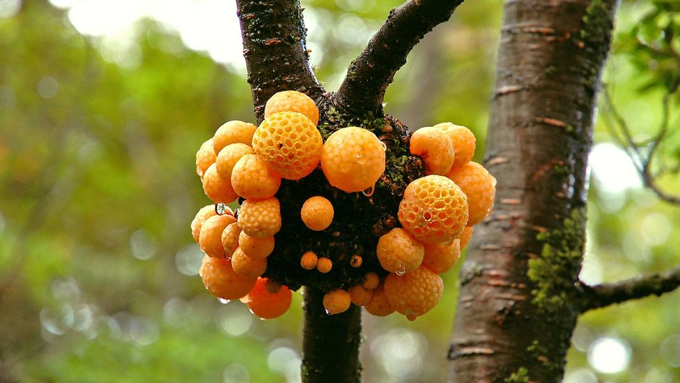 Ciuperca care a atras atentia lui Charles Darwin este acum numita in onoarea sa (Credit: Flickr/ilya_ktsn)